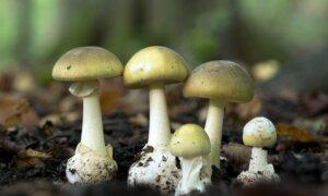 11 Romanian Pilgrims in Greek Hospital After Eating Poisonous Wild Mushrooms on Mount Athos